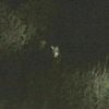 Quedronol - Fioritura