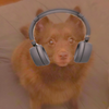 MajorKooper - Schipperkes in Rosedale