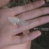 giving a butterfly a skeleton - giving a butterfly a skeleton