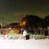 Funeruuu - There's a fallen tree in Juanda