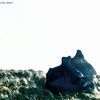ldybyrdd - FALL BACK