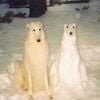 wet sock society - piss borzoi and the sentient snow dog