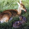 deerlover46 - oh, you don't say?!!