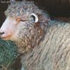 Lazy Pretentious Copypasta - Lazy Pretentious Fever Dream (Numero 62)