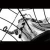 antihoney - Dove