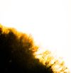 Sleepingfeverdream - Muddy Grains