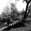 Timber Timbre