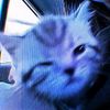 Gaze. - Cats Are Stoners