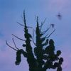 Aburadako - Aburadako（木盤）