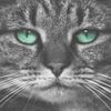 Joe Weller - Kitty