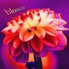 blossom