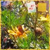Lua Trilogy! & Mayfly Priestess - You are Peace! You are Love!