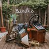 Slaughter Beach, Dog - Acolyte