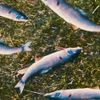 ZenmodeZenmode - Fish