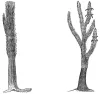 Sigillaria