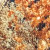 Future Islands - In the Fall