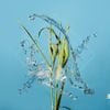 Fergus McCreadie - Stream