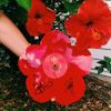 Yung Frendi - #Hibiscus 🌺
