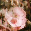 sweetch - my flower