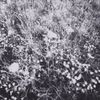 thistle. - lomochrome