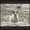 The Dead Land - The Dog