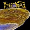 Phyllomedusa - Caecilians In Memphis