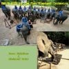 Thai Elephant Orchestra - Smash Hits by the Thai Elephant Orchestra