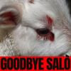 GOODBYE SALÓ