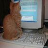 Kitten Spreading Misinformation