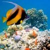 魚魚 [Fish Fish] - 海​洋​探​査