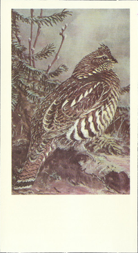 [unknown artist] - Ruffed Grouse