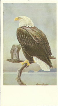 [unknown artist] - Bald Eagle