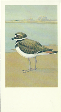 [unknown artist] - Killdeer