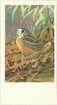 [unknown artist] - American Woodcock