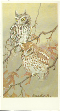 [unknown artist] - Screech Owl