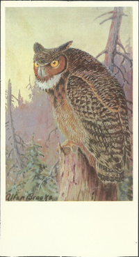 [unknown artist] - Great Horned Owl