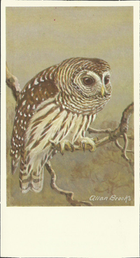 [unknown artist] - Barred Owl