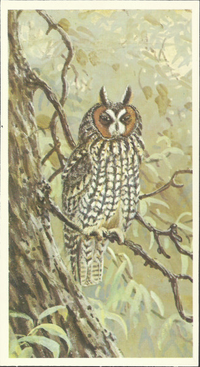 [unknown artist] - Long-Eared Owl