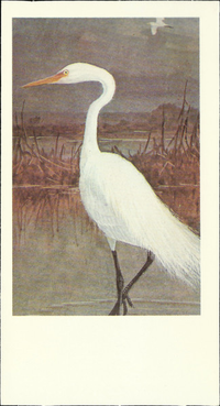 [unknown artist] - Great Egret (American Egret)