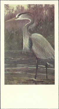 [unknown artist] - Great Blue Heron