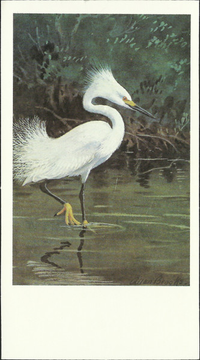 [unknown artist] - Snowy Egret