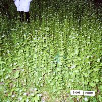 Sloe Noon - Liminality