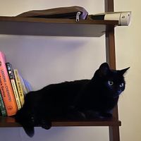 Sure Sure - Scholar's Mate