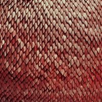 Kill The Vultures - Carnelian