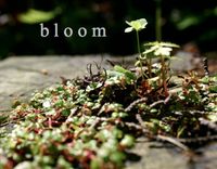 Emily Yacina - Bloom