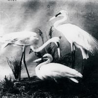 The Dead Weather - Buzzkill(er)
