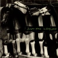 Sugar Plant - hiding place