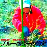 Ninja McTits - ブルーベリーの剪定