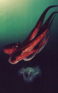 Panabrite - Sub-Aquatic Meditation / Soma Satori