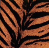 &uarr;THE HIGH-LOWS&darr; - Tigermobile